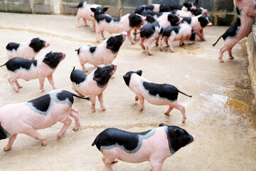 Dwarf pig and his friends, Many dwarf pig pink skin with black-spotted standing on straw waiting for food, lovely small pigs, animal, a popular pet.