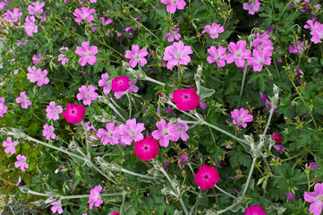  Pink Geraniums in a flower border