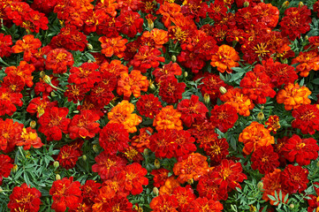 Close up of colourful red and orange. Marigold, Tagetes