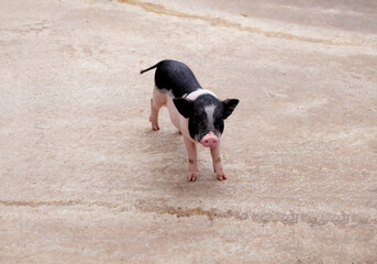 Small dwarf pig pink skin with black-spotted standing on straw waiting for food, lovely small pigs, animal, a popular pet.