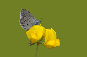 A large blue (Phengaris arion) on a yellow legume flower.