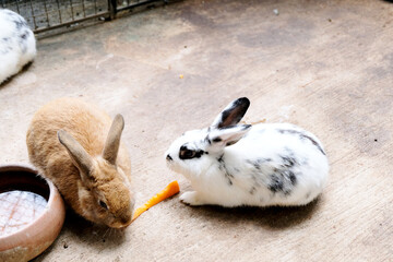 Two Cute Lop-Pretty rabbit eating a carrot in the fence, white and black-spotted rabbit eats in a cage, Pretty little bunny eating dry food from a bowl, Wild animals in national living. Loving animals