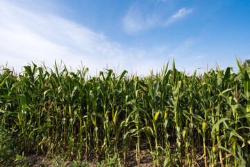 corn field on a sunny day