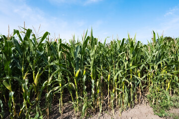 corn field on a sunny day