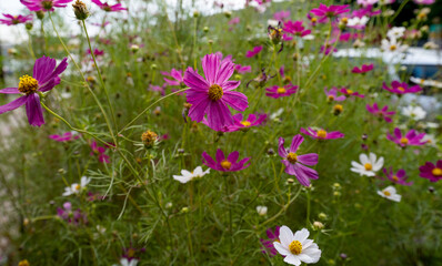 Fototapeta premium cosmea flowers in the flowerbed