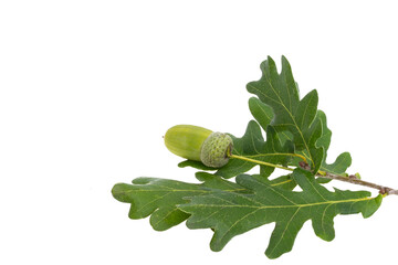 oak branch with acorns isolated