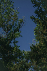 cielo entre árboles