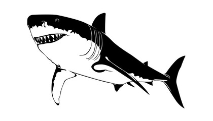Vector illustration of a shark
