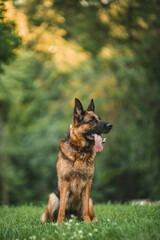 german shepherd dog