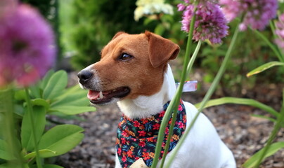 Little dog sitting in the garden on the background of flowers, Jack Russell Terrier
Mały piesek siedzący w ogrodzie na tle kwiatów, Jack Russell Terrier - obrazy, fototapety, plakaty