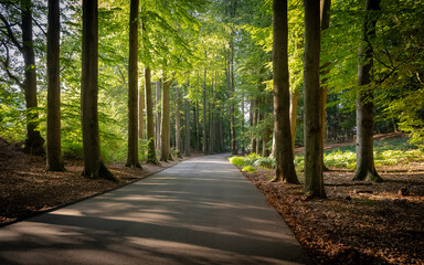 Asfaltowa droga w lesie. Piękna aleja w lesie oświetlona porannym słońcem.