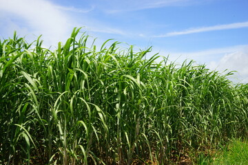 Sugar Cane Field in Kohama-jima Island, Okinawa, Japan - 日本 沖縄 小浜島 さとうきび畑