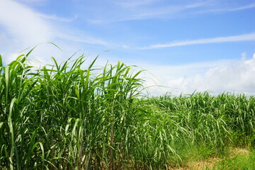 Sugar Cane Field in Kohama-jima Island, Okinawa, Japan - 日本 沖縄 小浜島 さとうきび畑