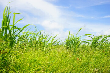 Sugar Cane Field in Kohama-jima Island, Okinawa, Japan - 日本 沖縄 小浜島 さとうきび畑
