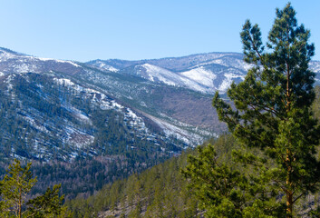 View from the top of the snow-covered mountains. Around the coniferous forest, pines.