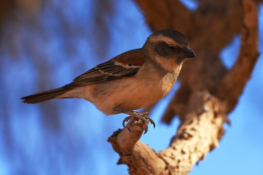 Kapsperling (passer melanurus) in einem Kameldornbaum im Sossusvlei (Namibia). 