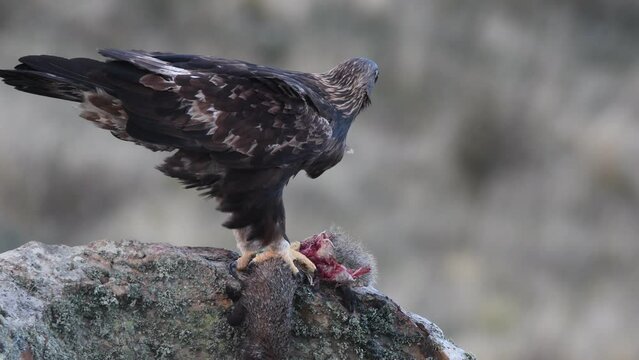 aguila real en la sierra abulense