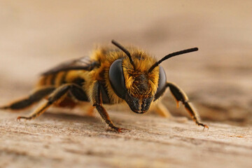 Closeup on a brown hairy Mediterranean leafcutter bee, Megachile melanopyga sitting on wood