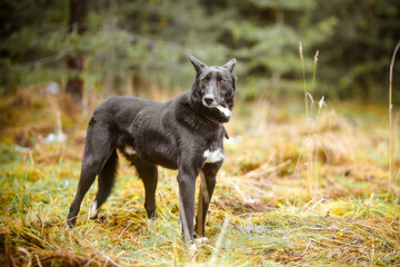 Black mongrel dog in autumn park