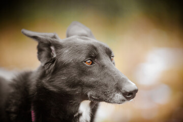 Portrait of a black mongrel dog with a long nose