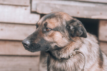 Portrait of a beautiful purebred guard dog