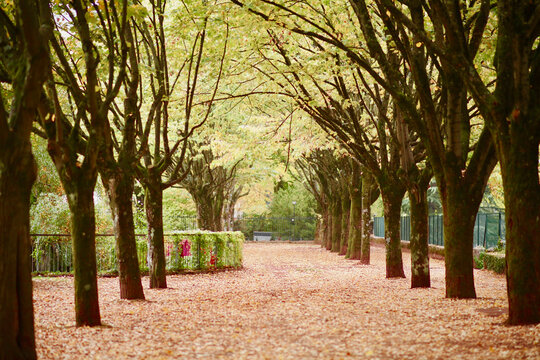 parc a chambery avec un paysage automnal