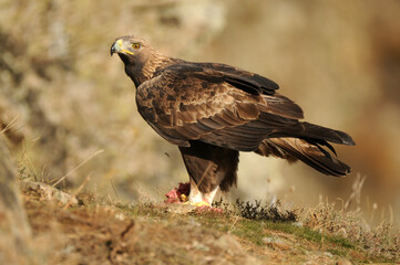 aguila real en la sierra abulense