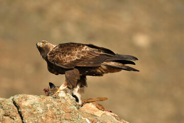 aguila real en la sierra abulense
