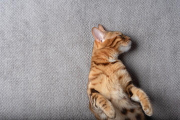 Bengal domestic cat sleeping on a plaid.
