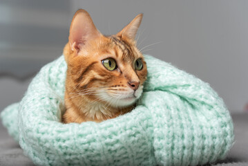 The cat lies on the bed, wrapped in a sweater.