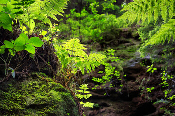 Fototapeta na wymiar Natural landscape - view of the rocks covered with moss and ferns in the forest, Saxon Switzerland, Germany