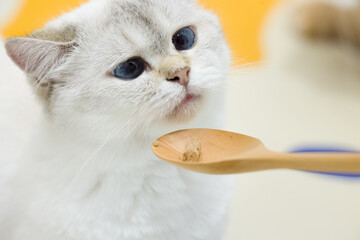 cat eating food