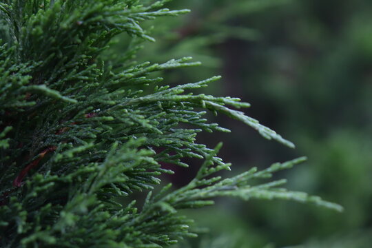 Branch of decorative needle cypress dark background, Twig of coniferous tree thuja macro photo, close-up texture of the plant

