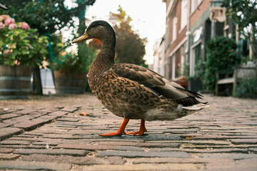 Duck in the street