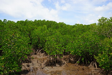 Fototapeta na wymiar Mangrove Tree in Kohama-jima Island, Okinawa, Japan - 日本 沖縄 小浜島 マングローブ 林