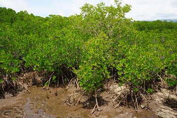 Mangrove Tree in Kohama-jima Island, Okinawa, Japan - 日本 沖縄 小浜島 マングローブ 林