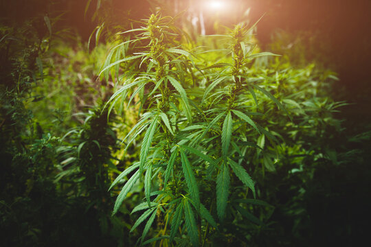 Cannabis plantation close-up. Bushes of cannabis. Leaves of narcotic plants for the manufacture of anasha