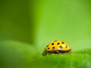 Yellow ladybug with 18 spots among green leaves, blurred close-up