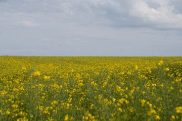 field of rapeseed