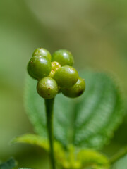 close up of peas