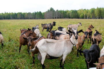 Herd of goats on the eco farm. Brown goats standing in green meadow and looking at the camera. Goat Milk farm.