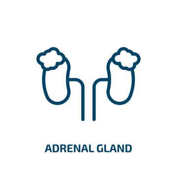 Adrenal Gland Icon From Medical Collection. Thin Linear Adrenal Gland, Medical, Gland Outline Icon Isolated On White Background. Line Vector Adrenal Gland Sign, Symbol For Web And Mobile