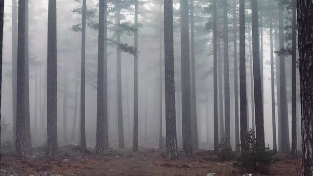 Misty Forest flight between trees in the foggy forest 4 K
