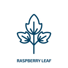 raspberry leaf icon from food collection. Thin linear raspberry leaf, berry, raspberry outline icon isolated on white background. Line vector raspberry leaf sign, symbol for web and mobile