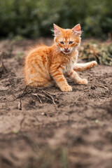 Fluffy red cat in the garden. pet shop, animal husbandry, pets