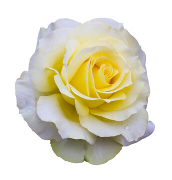 Isolate rose with white petals and yellow mix will shrink, but also beautiful, with dew on it.