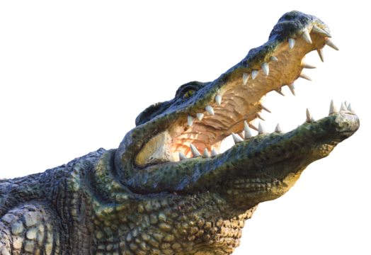 Isolate statue cement alligator agape obnoxiously through which sunlight inside.