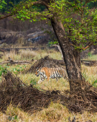 Naklejka na ściany i meble wild bengal female tiger or panthera tigris tigris on prowl in morning for territory marking in natural scenic background at kanha national park forest or tiger reserve madhya pradesh india asia