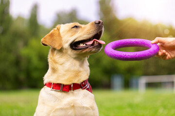 a young girl plays with a toy ring with a labrador dog on the grass