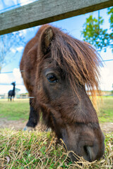 Close-up of the head of a small brown horse standing in a paddock in a meadow with green grass, Sydney Australia
